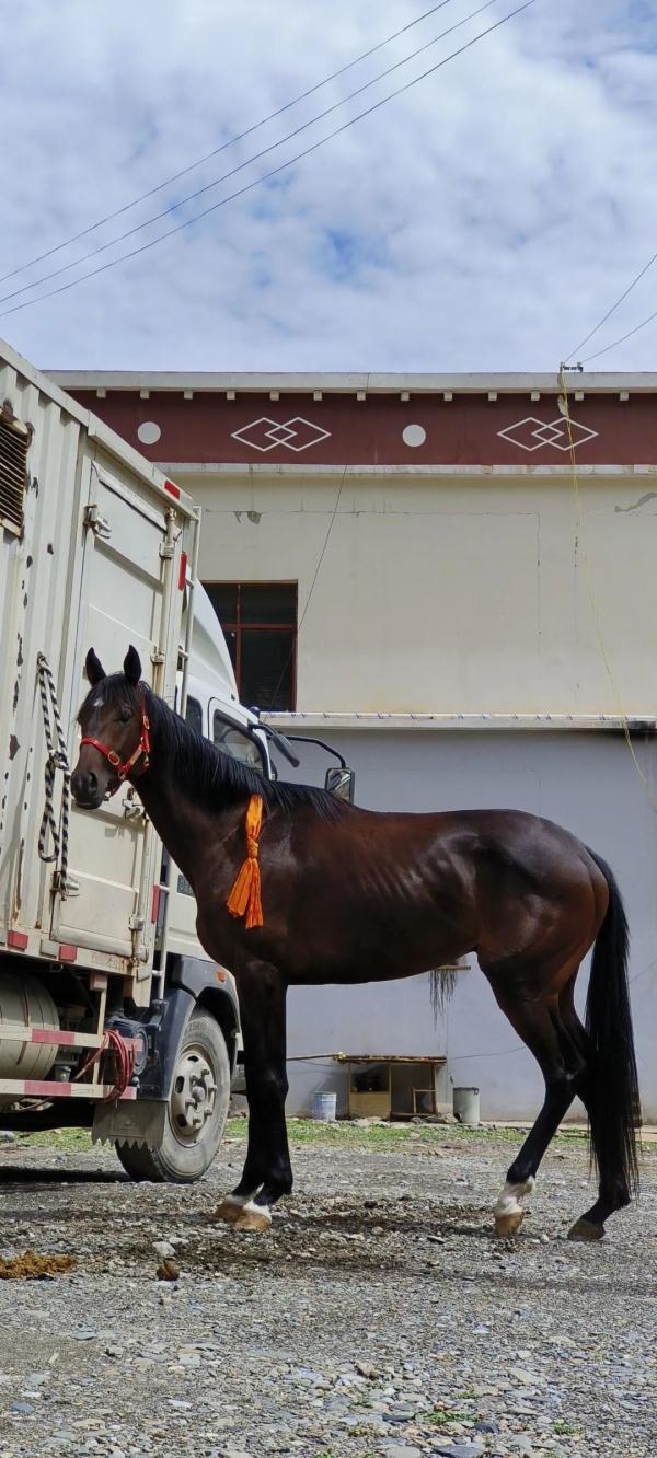 价值28万得奖赛马“走失”，运动员发文求助