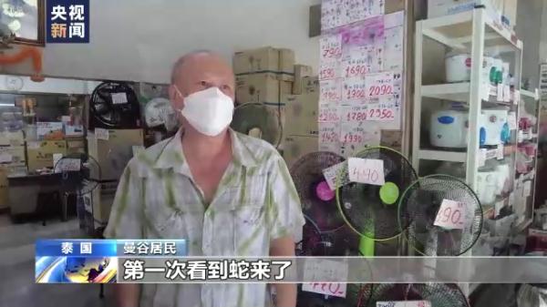 泰国曼谷蛇灾严重 总台记者跟拍消防队抓蛇 泰国曼谷蛇灾严重 总台记者跟拍消防队抓蛇