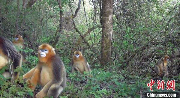 四川小寨子沟国家级自然保护区多次拍到大熊猫以及其他野生动物的身影