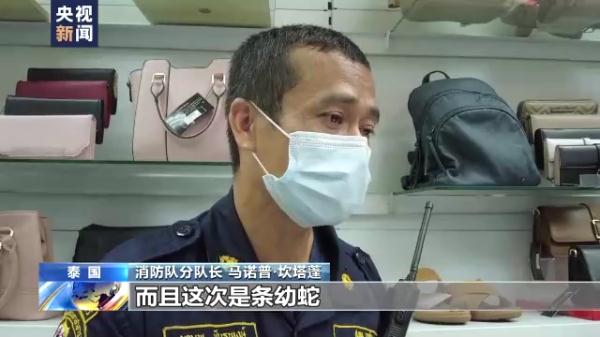 泰国曼谷蛇灾严重 总台记者跟拍消防队抓蛇 泰国曼谷蛇灾严重 总台记者跟拍消防队抓蛇