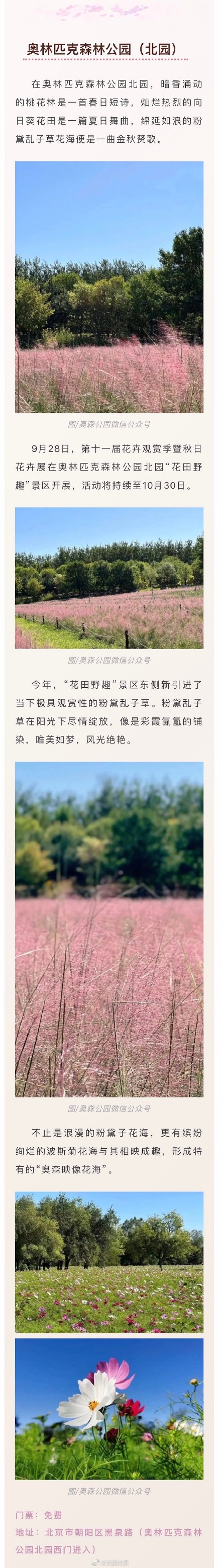 粉黛入秋色！京城绝美“粉黛子花海”即将来袭