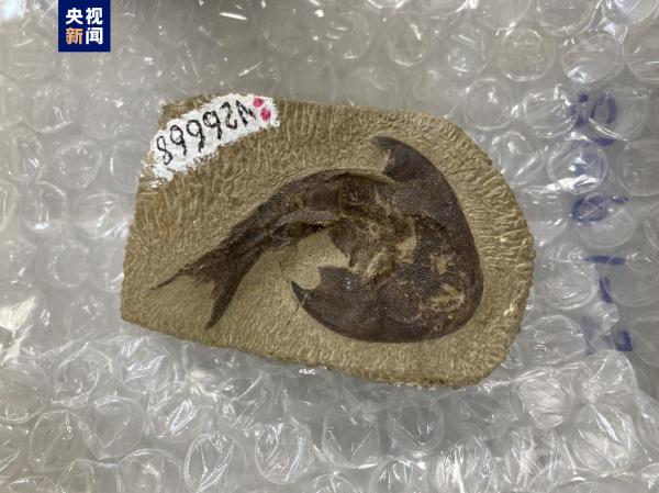 志留纪早期鱼类化石揭秘“从鱼到人”演化关键跃升 志留纪早期鱼类化石揭秘“从鱼到人”演化关键跃升