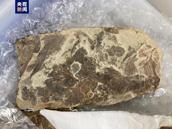 志留纪早期鱼类化石揭秘“从鱼到人”演化关键跃升 志留纪早期鱼类化石揭秘“从鱼到人”演化关键跃升