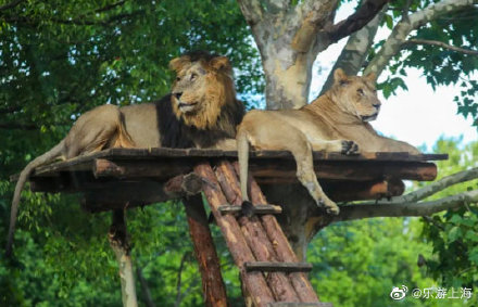 隔窗近距离观赏虎豹熊狼,上海野生动物园车入区完成改造 隔窗近距离观赏虎豹熊狼,上海野生动物园车入区完成改造