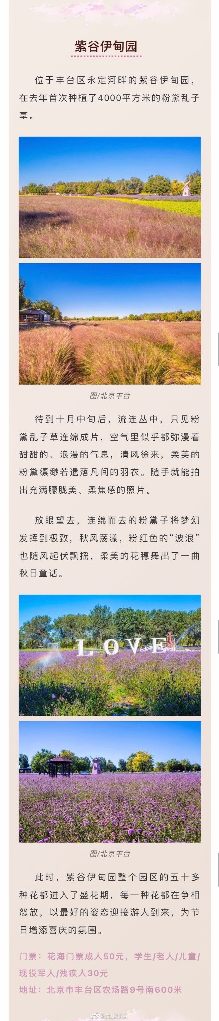 粉黛入秋色！京城绝美“粉黛子花海”即将来袭