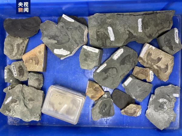 志留纪早期鱼类化石揭秘“从鱼到人”演化关键跃升 志留纪早期鱼类化石揭秘“从鱼到人”演化关键跃升