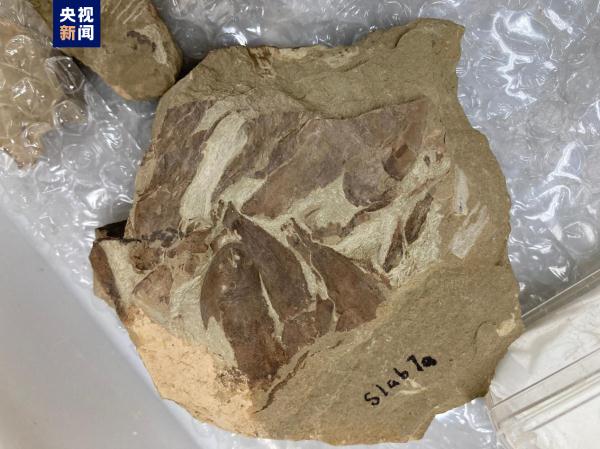 志留纪早期鱼类化石揭秘“从鱼到人”演化关键跃升 志留纪早期鱼类化石揭秘“从鱼到人”演化关键跃升