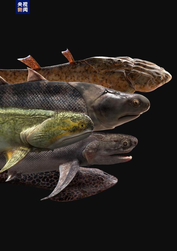 志留纪早期鱼类化石揭秘“从鱼到人”演化关键跃升 志留纪早期鱼类化石揭秘“从鱼到人”演化关键跃升