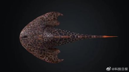 4亿年前的鱼居然这个模样 4亿年前的鱼居然这个模样