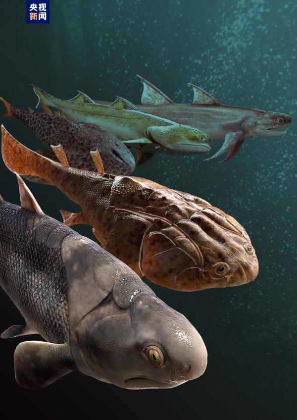 志留纪早期鱼类化石揭秘“从鱼到人”演化关键跃升 志留纪早期鱼类化石揭秘“从鱼到人”演化关键跃升