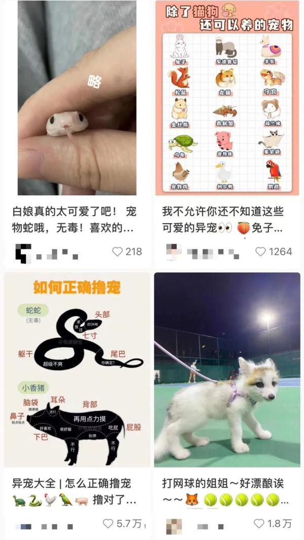 网购银环蛇当宠物？不是什么宠物都能养！