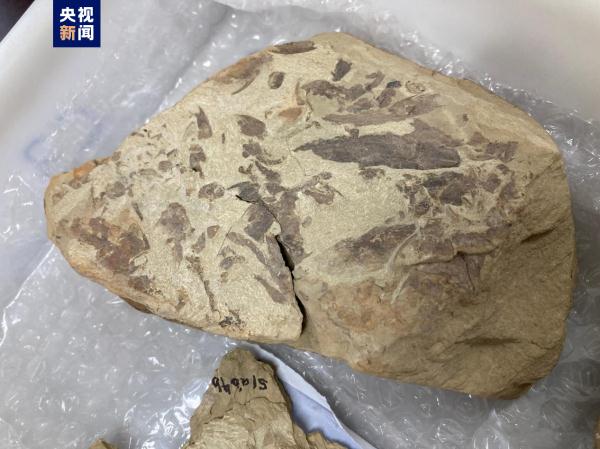 志留纪早期鱼类化石揭秘“从鱼到人”演化关键跃升 志留纪早期鱼类化石揭秘“从鱼到人”演化关键跃升