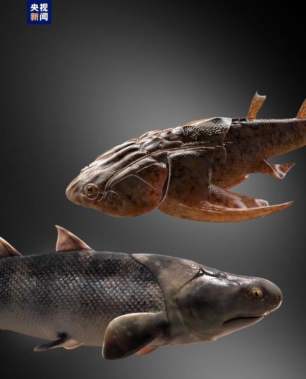 志留纪早期鱼类化石揭秘“从鱼到人”演化关键跃升 志留纪早期鱼类化石揭秘“从鱼到人”演化关键跃升