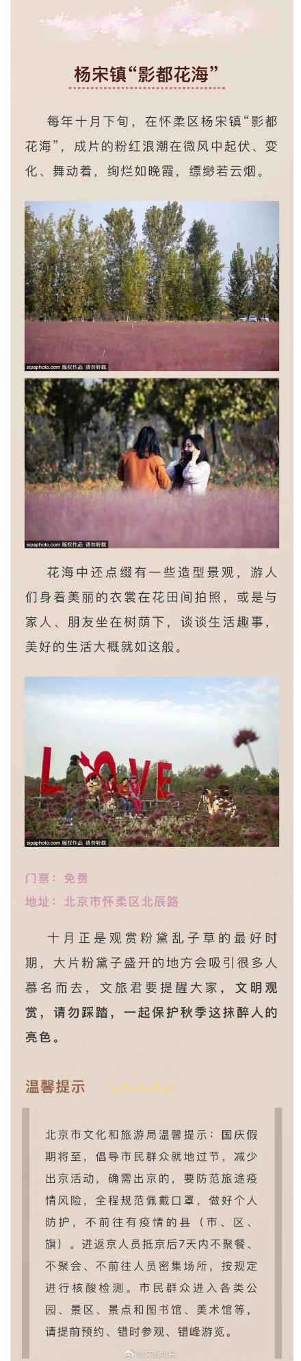 粉黛入秋色！京城绝美“粉黛子花海”即将来袭