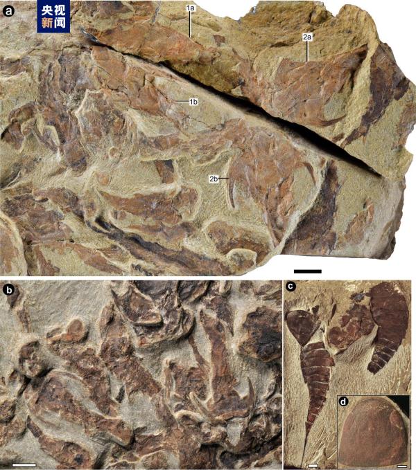 志留纪早期鱼类化石揭秘“从鱼到人”演化关键跃升 志留纪早期鱼类化石揭秘“从鱼到人”演化关键跃升