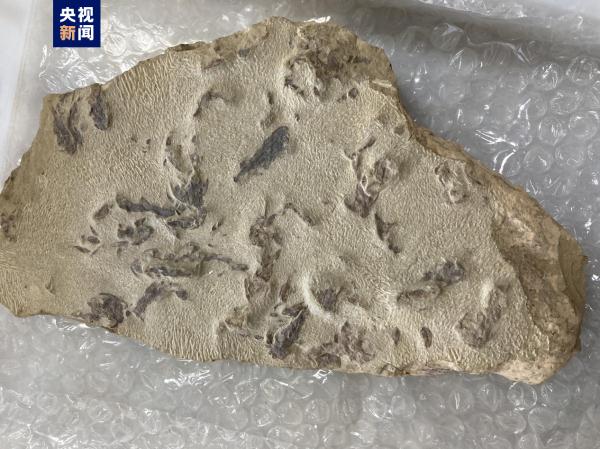 志留纪早期鱼类化石揭秘“从鱼到人”演化关键跃升 志留纪早期鱼类化石揭秘“从鱼到人”演化关键跃升