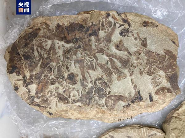 志留纪早期鱼类化石揭秘“从鱼到人”演化关键跃升 志留纪早期鱼类化石揭秘“从鱼到人”演化关键跃升