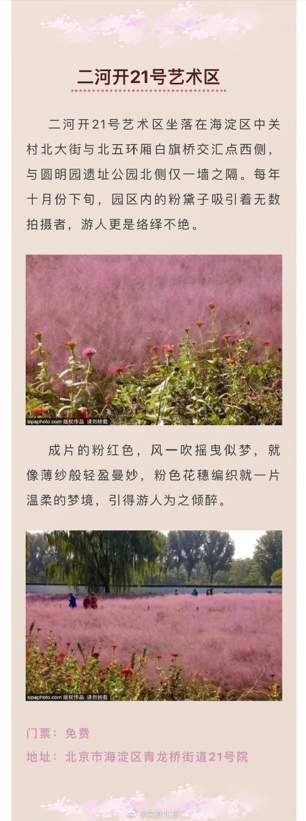 粉黛入秋色！京城绝美“粉黛子花海”即将来袭