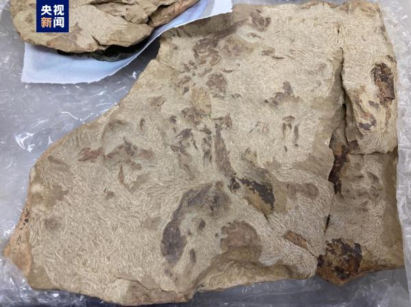 志留纪早期鱼类化石揭秘“从鱼到人”演化关键跃升 志留纪早期鱼类化石揭秘“从鱼到人”演化关键跃升