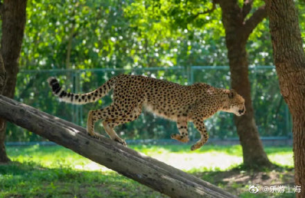 隔窗近距离观赏虎豹熊狼,上海野生动物园车入区完成改造 隔窗近距离观赏虎豹熊狼,上海野生动物园车入区完成改造