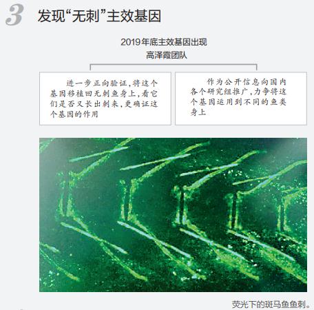 历时十年！“无刺”武昌鱼繁育成功