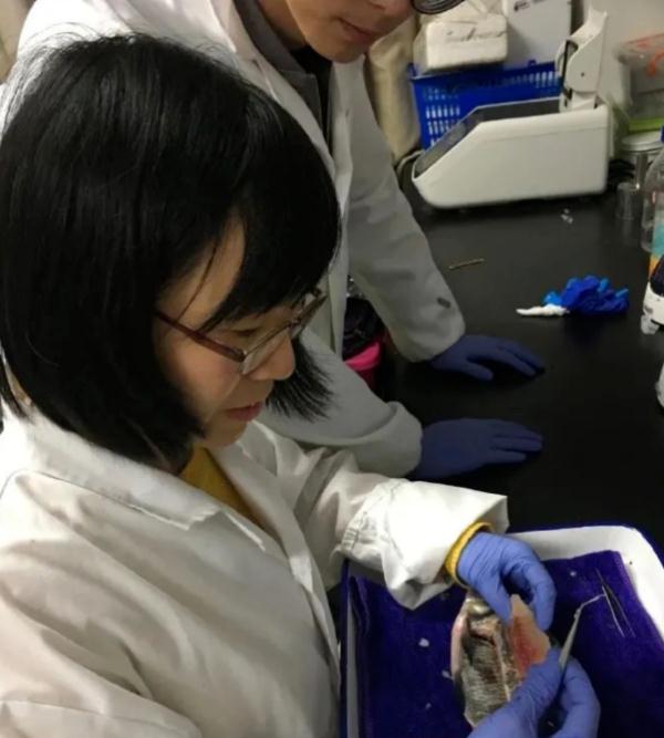 历时十年！“无刺”武昌鱼繁育成功