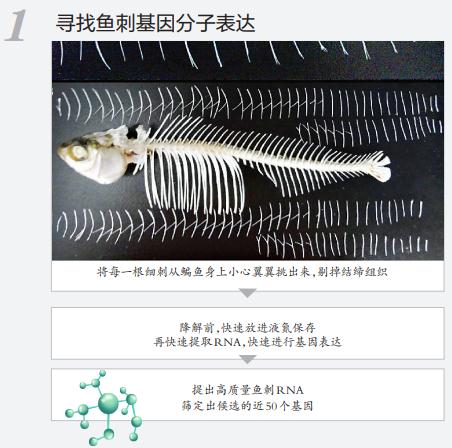历时十年！“无刺”武昌鱼繁育成功