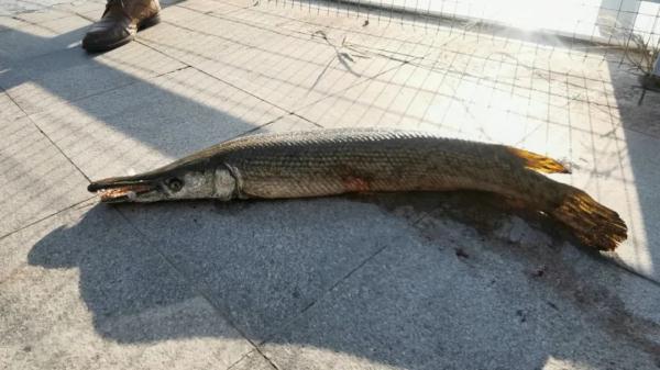 见到报警!安徽又发现了! 见到报警!安徽又发现了!