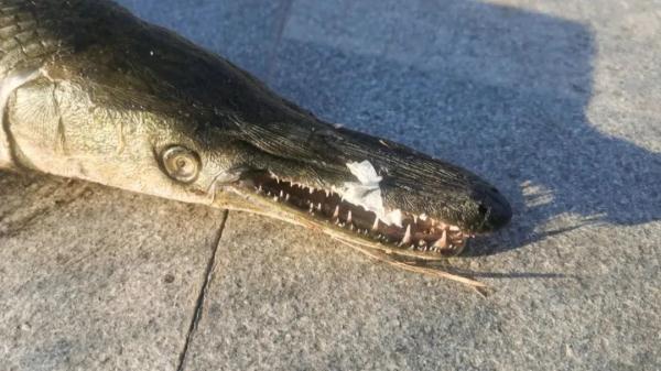 见到报警!安徽又发现了! 见到报警!安徽又发现了!