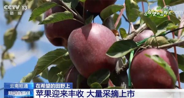 在希望的田野上 | 云南昭通苹果迎来丰收 大量采摘上市 在希望的田野上 | 云南昭通苹果迎来丰收 大量采摘上市