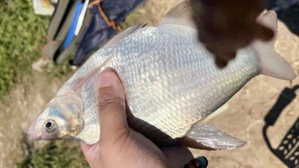 鱼这个部位不能吃，杭州一女子直接生吞！医生：比砒霜还毒......