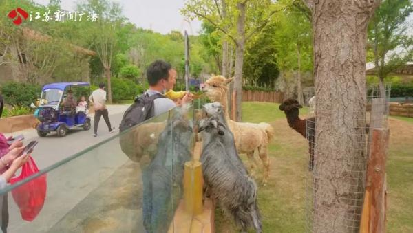 国庆亲子游正热 萌娃在这与动物零距离互动啦