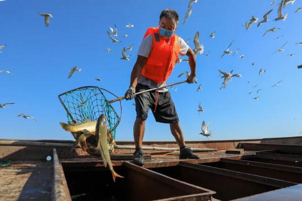 吃鱼可以不挑刺?安排上了 吃鱼可以不挑刺?安排上了
