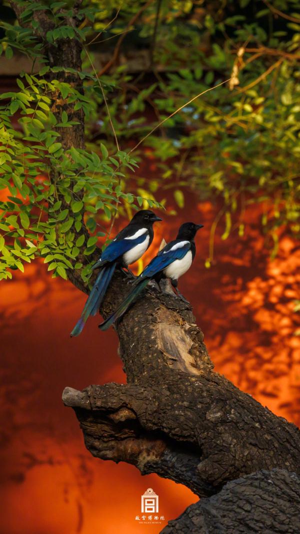 红墙黄瓦美不胜收，故宫高清壁纸上新！