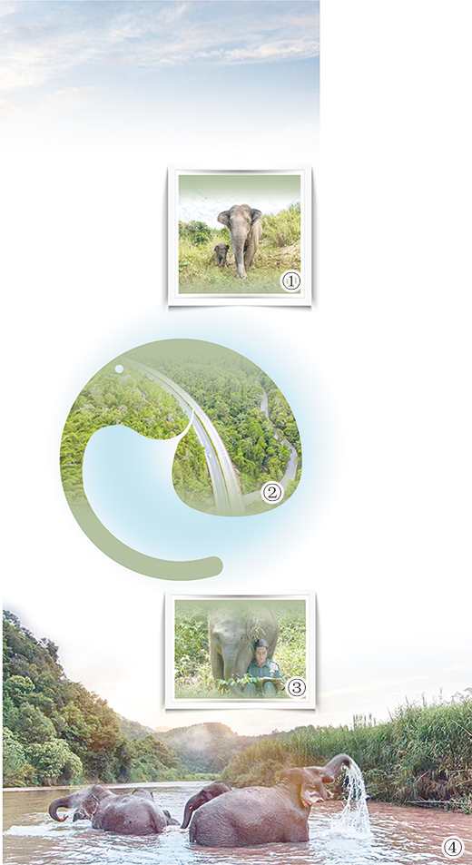 北上南归的象群近况怎样？当初的象宝宝已有300公斤