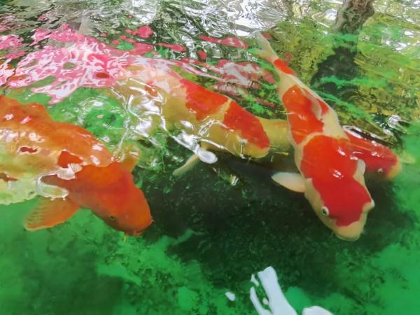 鸡、鸭重进家门，万把块一只宠物鸭，依然有价无市
