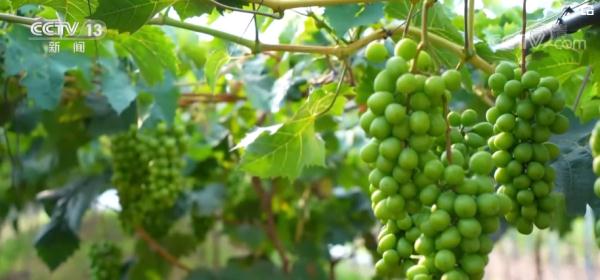 山河锦绣 最美是“丰”景