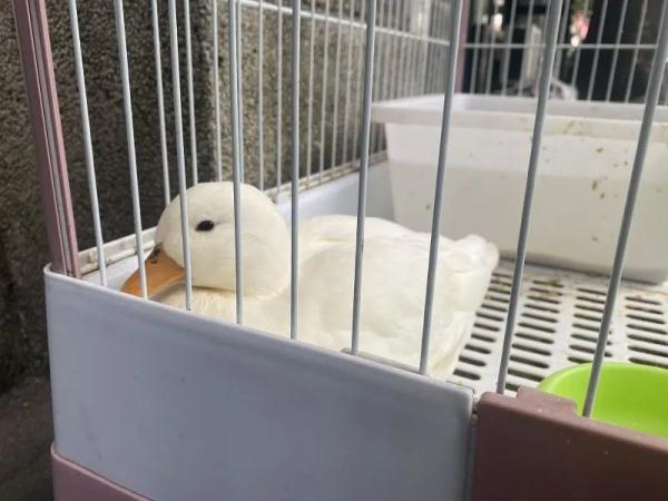 鸡、鸭重进家门，万把块一只宠物鸭，依然有价无市