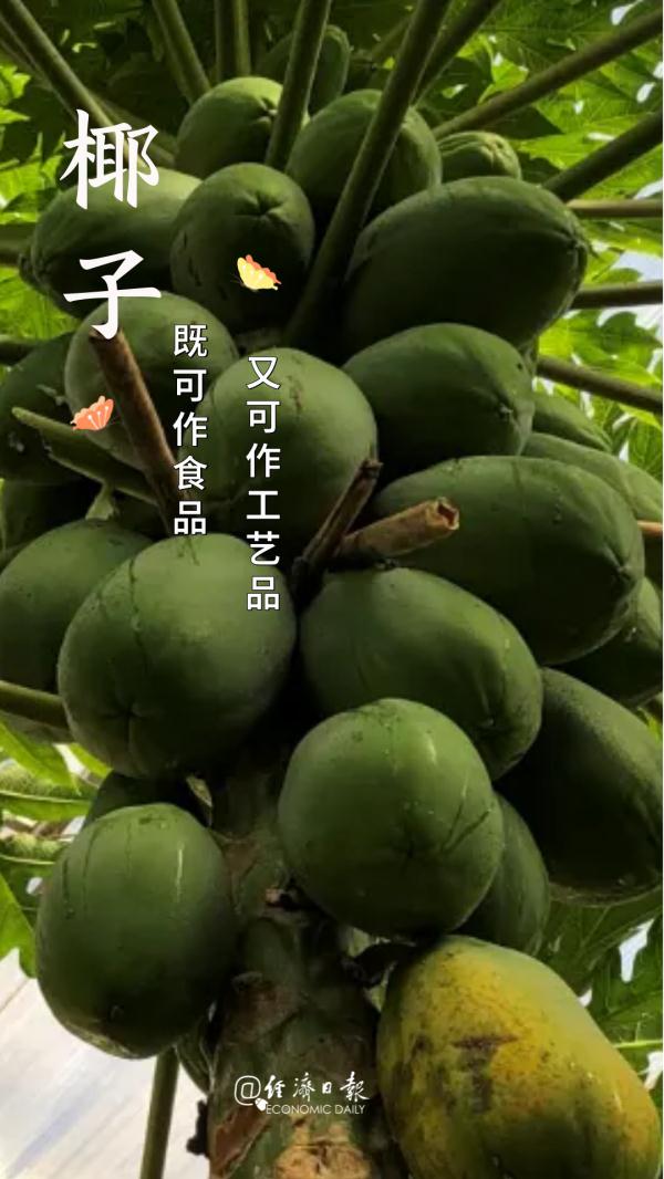 椰子的“花式”食用指南