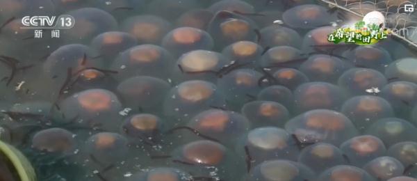 在希望的田野上 | 辽宁丹东:金秋时节 海鲜迎来丰收季 在希望的田野上 | 辽宁丹东:金秋时节 海鲜迎来丰收季