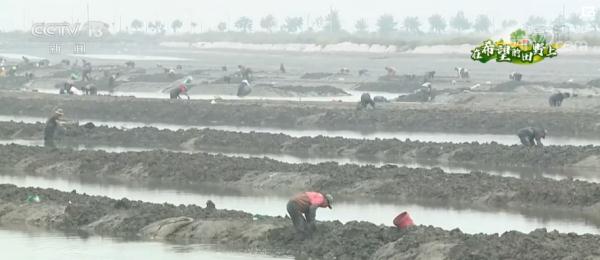 在希望的田野上 | 辽宁丹东:金秋时节 海鲜迎来丰收季 在希望的田野上 | 辽宁丹东:金秋时节 海鲜迎来丰收季