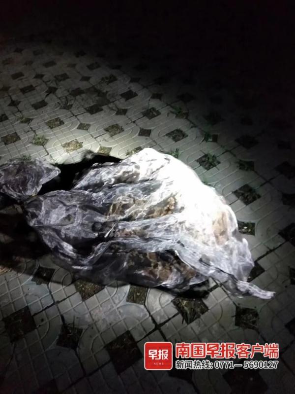 头皮发麻！南宁一养老院现巨型马蜂窝