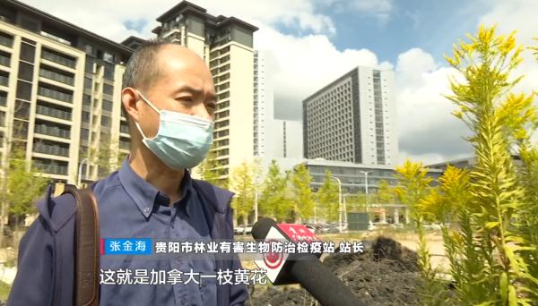 贵阳路边发现“恶魔之花”？专家提醒：发现它，及时上报！
