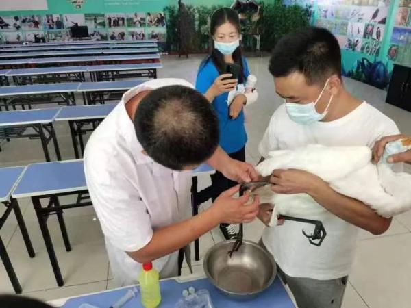 这个国庆节 石家庄市野生动物救护站收治了12只受伤鸟类