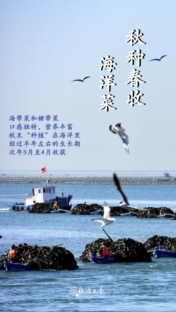 “靠海吃海”海洋菜