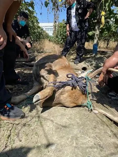 上海市民求助：300斤壮硕雄鹿突然出现在自家葡萄园！警方：目前已妥善安置