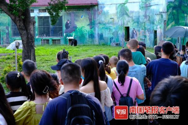 扔草皮、沙子，南宁两只发飙的猩猩火了！园方却说……