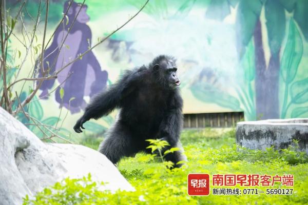 扔草皮、沙子，南宁两只发飙的猩猩火了！园方却说……
