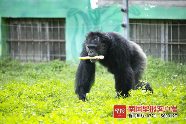 扔草皮、沙子，南宁两只发飙的猩猩火了！园方却说……
