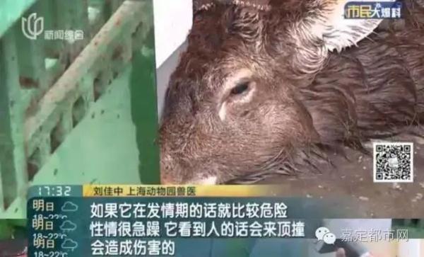 真·迷鹿！300斤壮硕雄鹿误闯嘉定葡萄园？已被妥善安置！